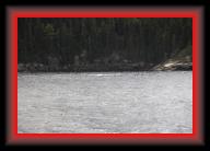belugas _MG_0055 * 3504 x 2332 * (4.6MB)